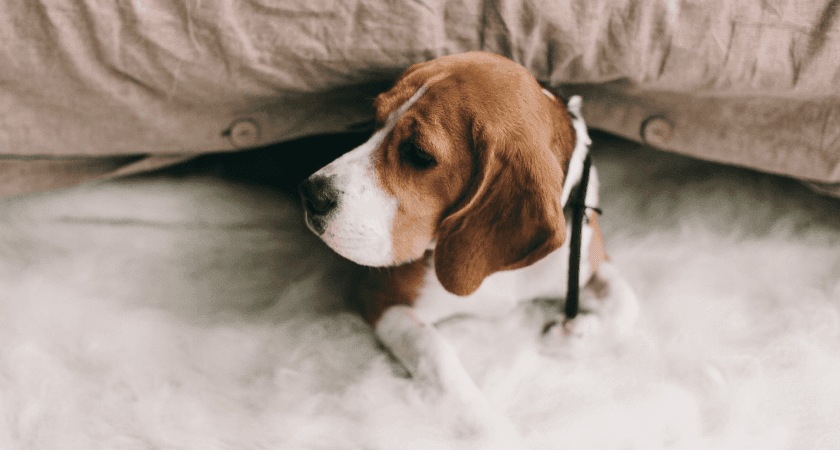 Как фотографировать домашних животных